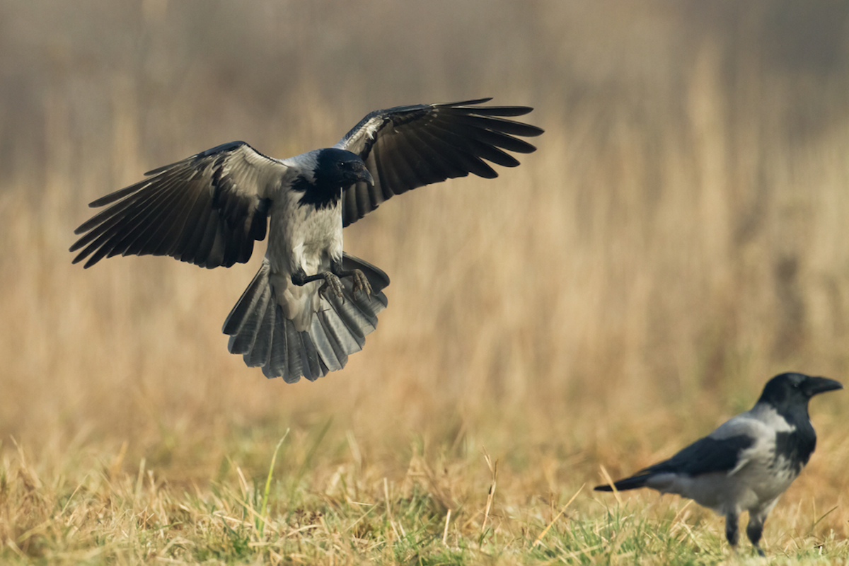 Anelli per gli uccelli da richiamo, la richiesta della Federcaccia Brescia  - Caccia Magazine