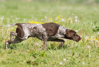 INIZIANO LE PROVE DEI CANI